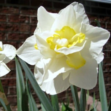 Narcisse White Lion - Lot de 5 bulbes, calibre 12+