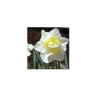 Narcisse White Lion - Lot de 5 bulbes, calibre 12+