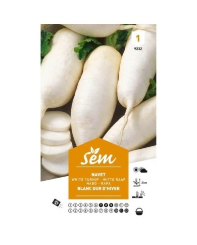 Navet blanc dur d’hiver (sachet)