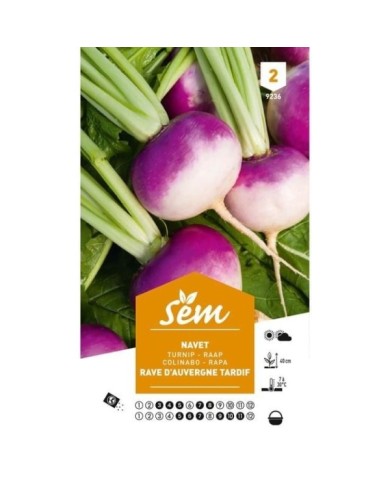 Navet rave d’Auvergne tardif (sachet)