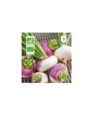 Navet rouge plat hâtif Bio