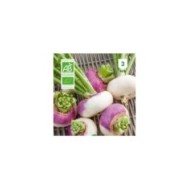 Navet rouge plat hâtif Bio