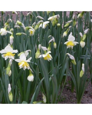 Narcisse White Lion - Lot de 5 bulbes, calibre 12+