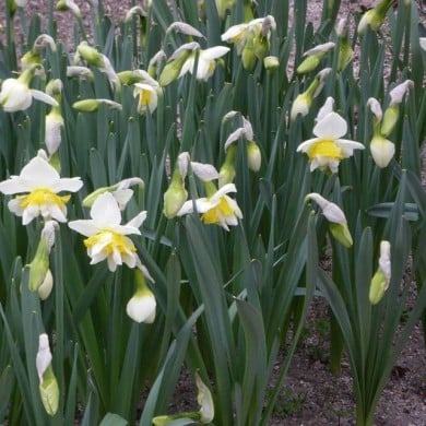 Narcisse White Lion - Lot de 5 bulbes, calibre 12+