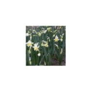 Narcisse White Lion - Lot de 5 bulbes, calibre 12+