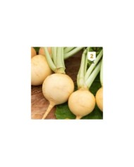 Navet jaune boule d'or