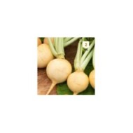 Navet jaune boule d'or