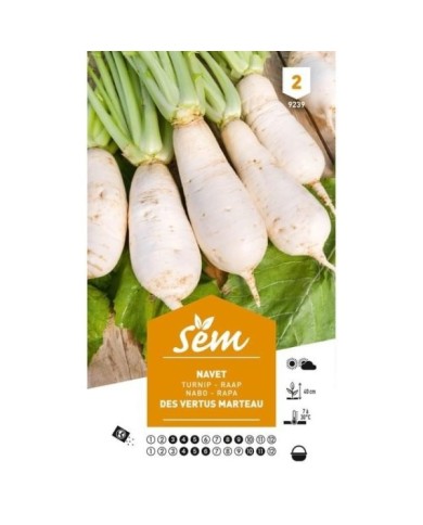 Navet vertus marteau (sachet)