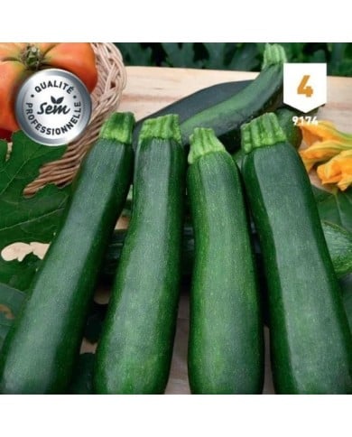 Courgette Baccara F1