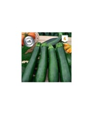 Courgette Baccara F1