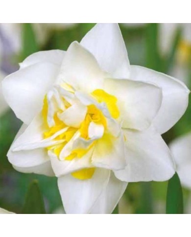 Narcisse White Lion - Lot de 5 bulbes, calibre 12+