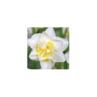 Narcisse White Lion - Lot de 5 bulbes, calibre 12+