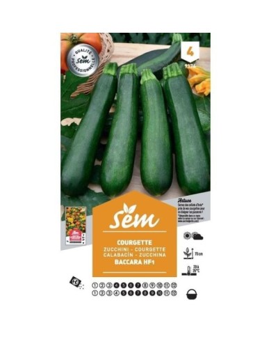 Courgette Baccara F1 (sachet)
