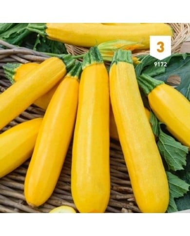 Courgette jaune Atena Polka F1