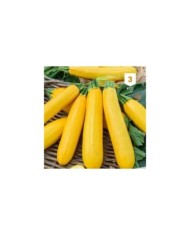 Courgette jaune Atena Polka F1