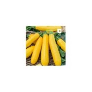 Courgette jaune Atena Polka F1
