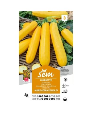 Courgette jaune Atena Polka F1 (sachet)