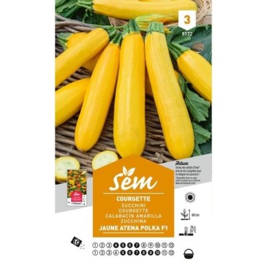 Courgette jaune Atena Polka F1 (sachet)