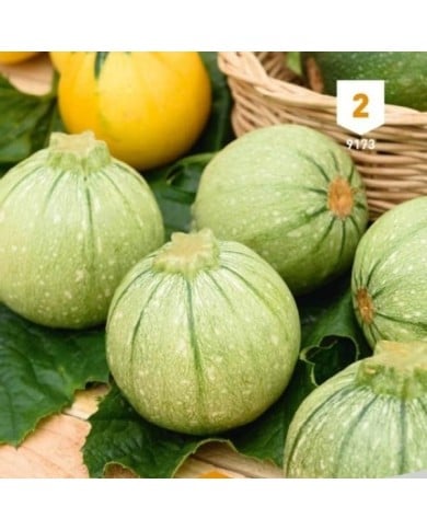 Courgette de Nice fruit rond