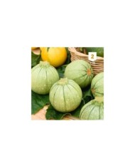 Courgette de Nice fruit rond
