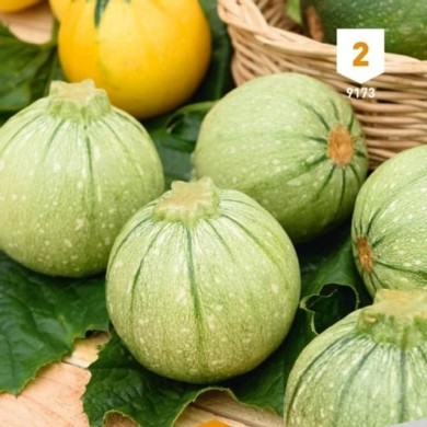 Courgette de Nice fruit rond