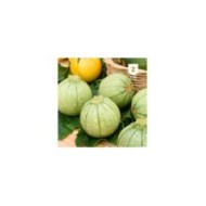 Courgette de Nice fruit rond