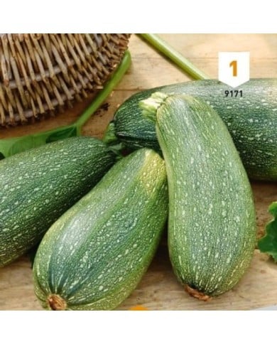 Courgette Petite grise d'Alger