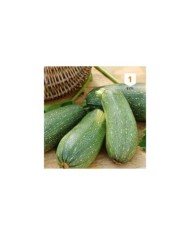Courgette Petite grise d'Alger