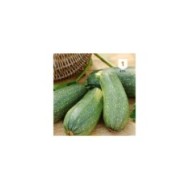 Courgette Petite grise d'Alger