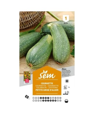 Courgette Petite grise d'Alger (sachet)