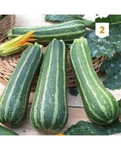 Courgette verte d'Italie