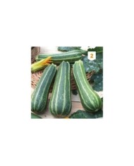 Courgette verte d'Italie