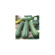 Courgette verte d'Italie
