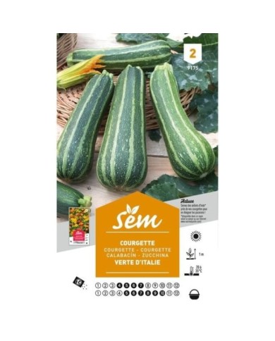 Courgette verte d'Italie (sachet)