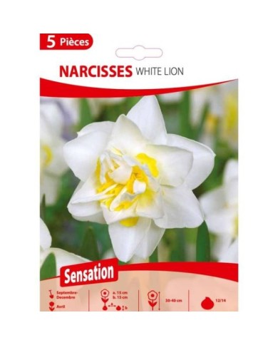 Narcisse White Lion - Lot de 5 bulbes, calibre 12+