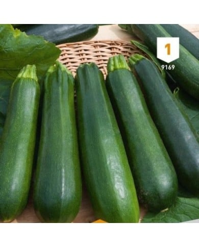 Courgette verte noire maraîchère