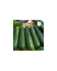 Courgette verte noire maraîchère