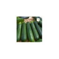 Courgette verte noire maraîchère