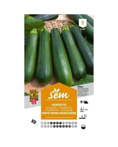 Courgette verte noire maraîchère (sachet)
