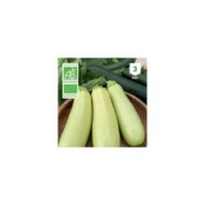 Courgette Blanche de Trieste Bio