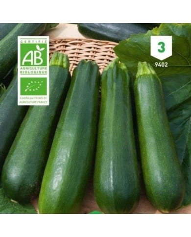 Courgette Black Beauty Bio
