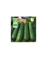 Courgette Black Beauty Bio