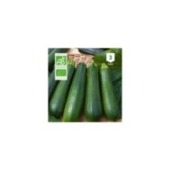 Courgette Black Beauty Bio