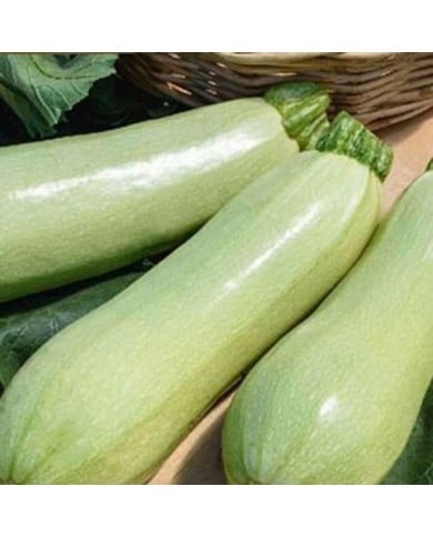 Courgette Amalthee F1