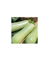 Courgette Amalthee F1