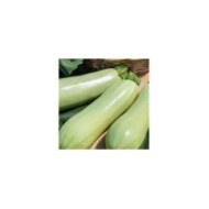 Courgette Amalthee F1