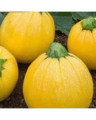 Courgette Floridor HF1