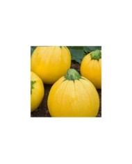 Courgette Floridor HF1