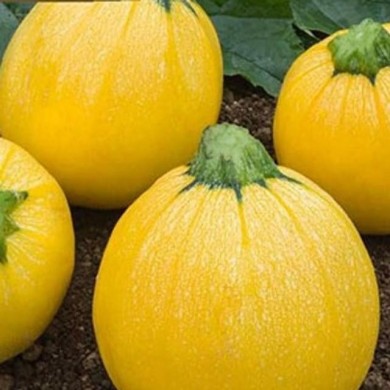 Courgette Floridor HF1