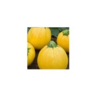 Courgette Floridor HF1